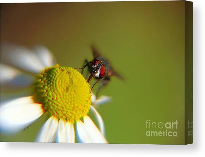 Insects Canvas Print featuring the photograph Eye to Eye #1 by Yumi Johnson