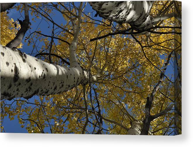 Gold Canvas Print featuring the photograph Fall Aspen #1 by Frank Madia