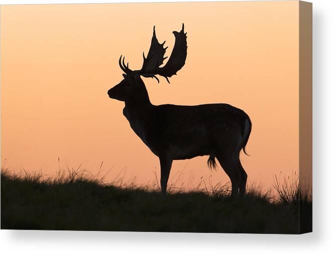 Feb0514 Canvas Print featuring the photograph Fallow Deer Buck At Sunset Denmark by Duncan Usher