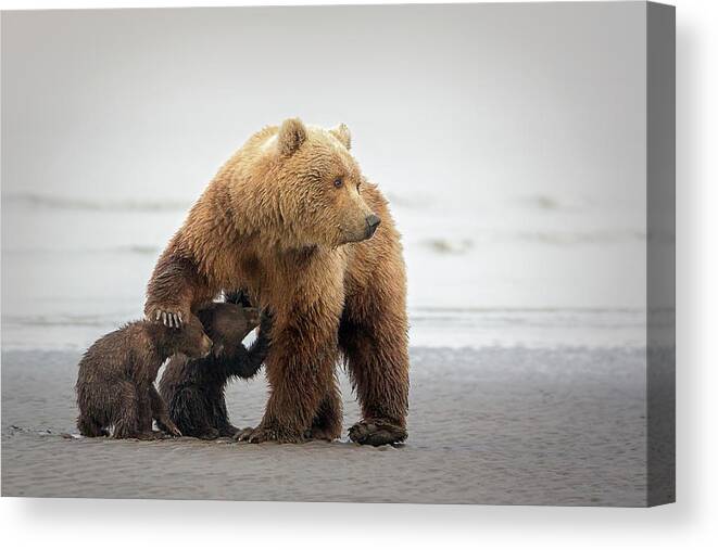 Bear Canvas Print featuring the photograph Family Time #1 by Renee Doyle