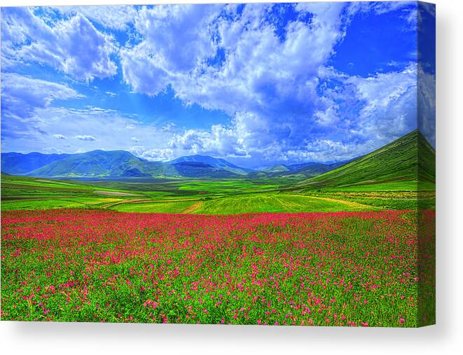 Flowers Canvas Print featuring the photograph Fields of Dreams #1 by Midori Chan