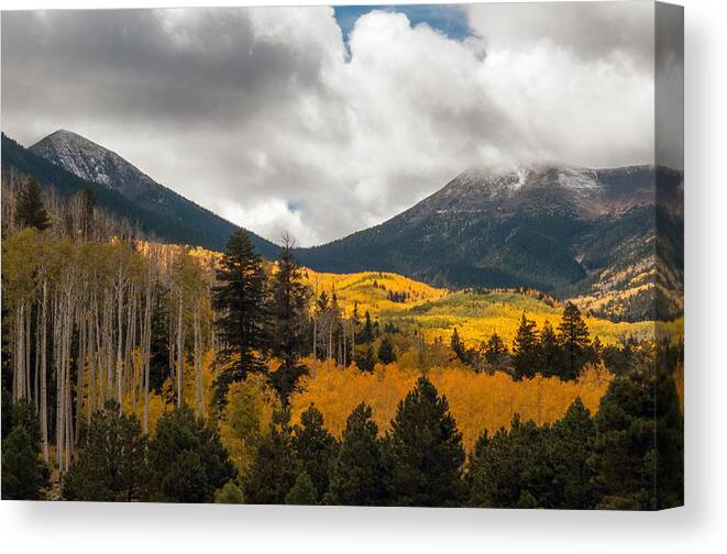 Fall Color Canvas Print featuring the photograph Flagstaff Fall Color #4 by Tam Ryan