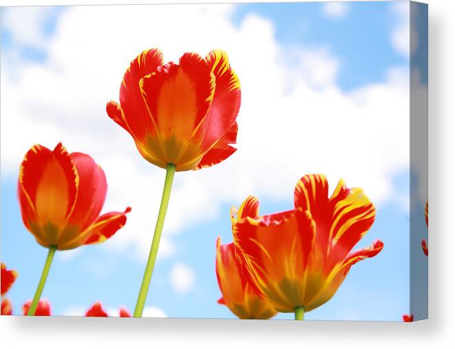 Brooklyn Canvas Print featuring the photograph Floating Orange Tulips 02 by Keith Thomson