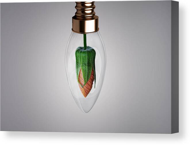 Bulb Canvas Print featuring the photograph Flower in Bulb by Bess Hamiti