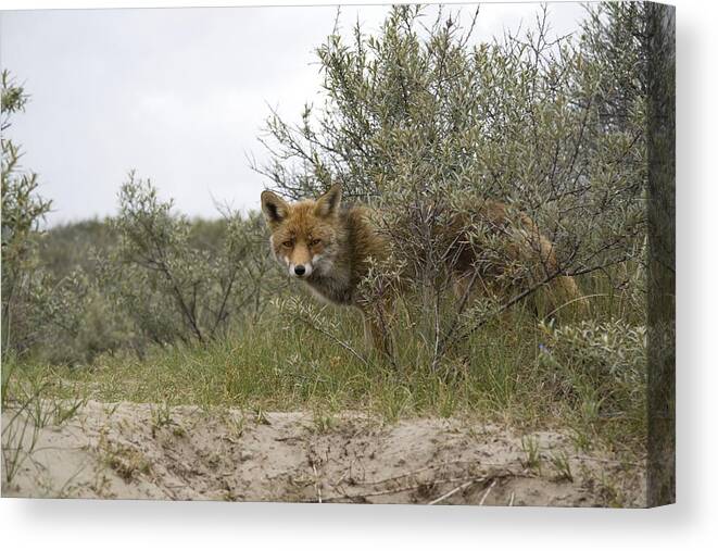 Red Fox Canvas Print featuring the photograph Fox in the Amsterdam Waterworks dunes Netherlands #1 by Ronald Jansen