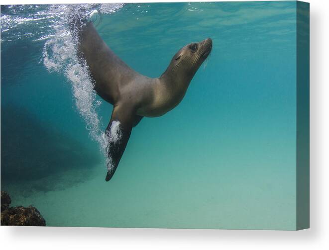 Pete Oxford Canvas Print featuring the photograph Galapagos Sea Lion Swimming Ecuador by Pete Oxford