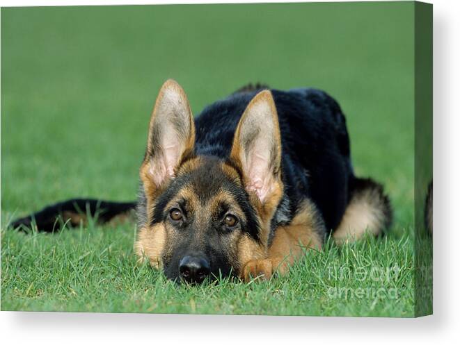 German Shepherd Canvas Print featuring the photograph German Shepherd Dog #1 by Johan De Meester