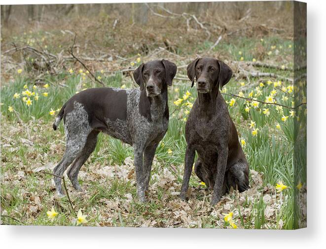Dog Canvas Print featuring the photograph German Short-haired Pointers by John Daniels
