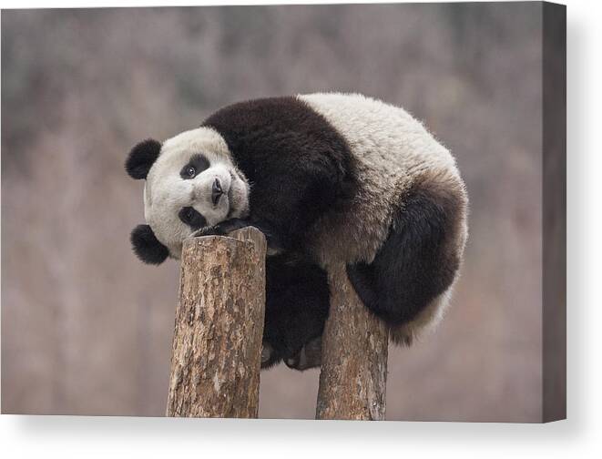 #faatoppicks Canvas Print featuring the photograph Giant Panda Cub Wolong National Nature #1 by Katherine Feng