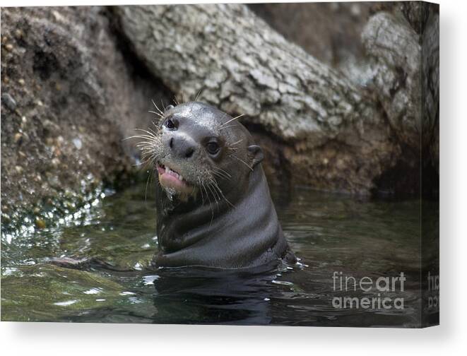 Animal Canvas Print featuring the photograph Giant River Otter #1 by Mark Newman