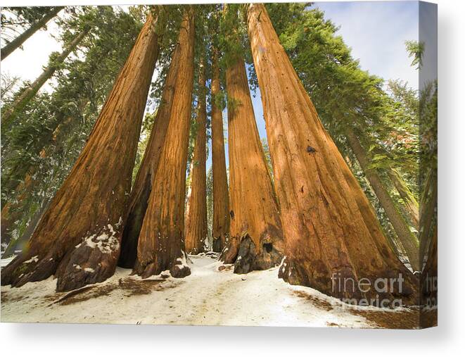 00431218 Canvas Print featuring the photograph Giant Sequoias After First Snow by Yva Momatiuk John Eastcott
