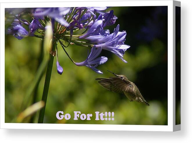Hummingbird Canvas Print featuring the photograph Go For It #1 by David Armentrout
