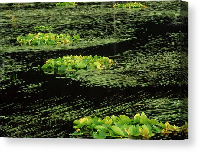 00202671 Canvas Print featuring the photograph Grasses And Lilies In Beaver Pond #2 by Gerry Ellis