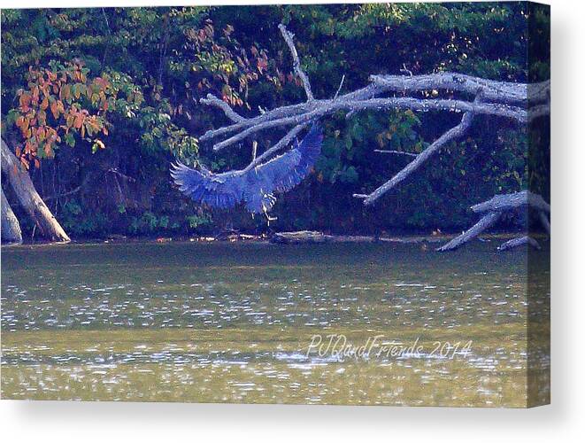 Great Blue Heron Canvas Print featuring the photograph Great Blue Heron #1 by PJQandFriends Photography