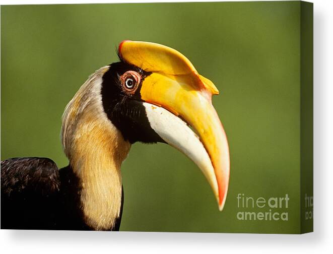 Great Indian Hornbill Canvas Print featuring the photograph Great Hornbill #1 by Art Wolfe
