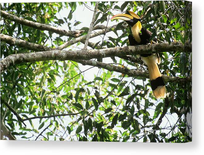 Great Indian Hornbill Canvas Print featuring the photograph Great Pied Hornbill #1 by Art Wolfe