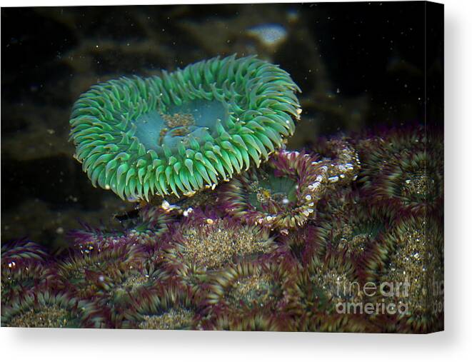 Sea Anemone Canvas Print featuring the photograph Green Anemone #1 by Carrie Cranwill