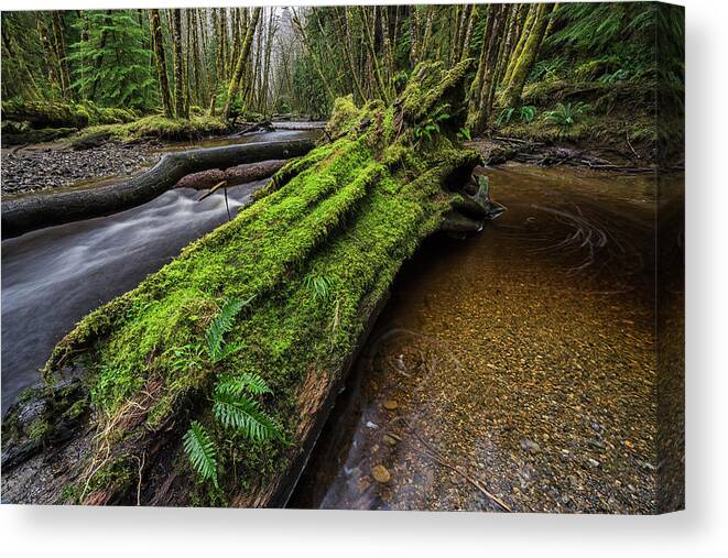 Outdoors Canvas Print featuring the photograph Haans Creek Flows Through The Green #1 by Robert Postma