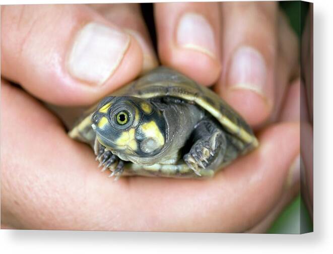 Yellow-spotted River Turtle Canvas Print featuring the photograph Hatchling Yellow-spotted River Turtle #1 by Sinclair Stammers/science Photo Library