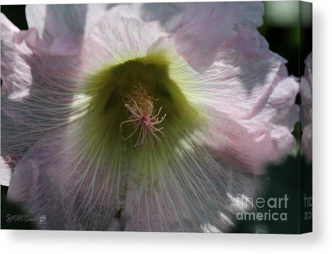 Mccombie Canvas Print featuring the photograph Hollyhock named Indian Spring Pink #1 by J McCombie