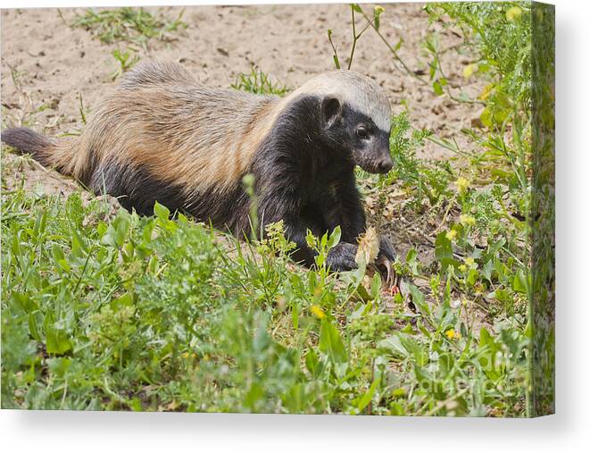 Honey Badger Canvas Print featuring the photograph Honey badger Mellivora capensis #1 by Eyal Bartov