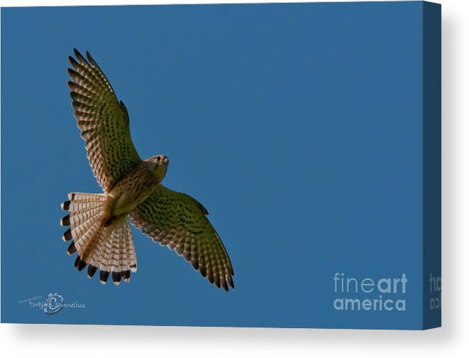 Hovering Kestrel Canvas Print featuring the photograph Hovering #2 by Torbjorn Swenelius