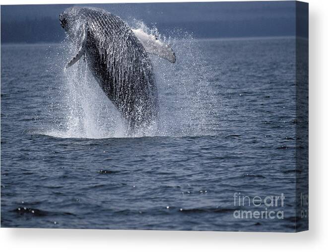 Animal Canvas Print featuring the photograph Humpback Whale Megaptera Novaeangliae #1 by Ron Sanford