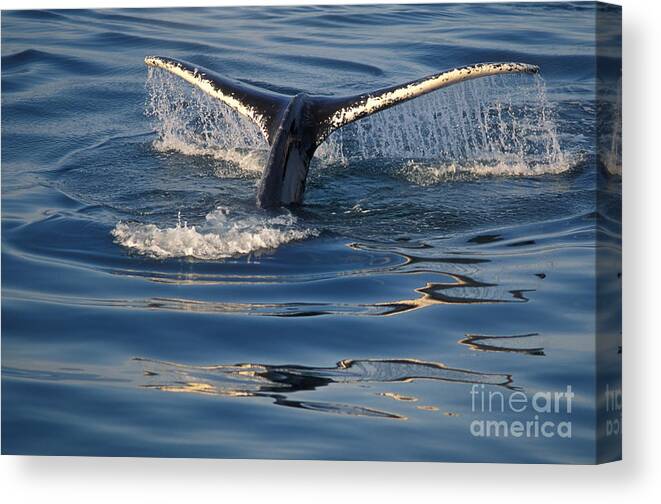 Animal Canvas Print featuring the photograph Humpback Whales Fluke #1 by Ron Sanford
