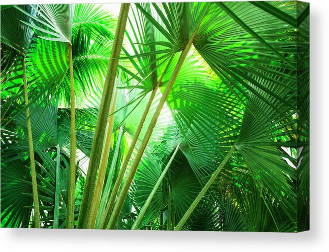 Outdoors Canvas Print featuring the photograph Jamaica, Palm Leaves #1 by Tetra Images