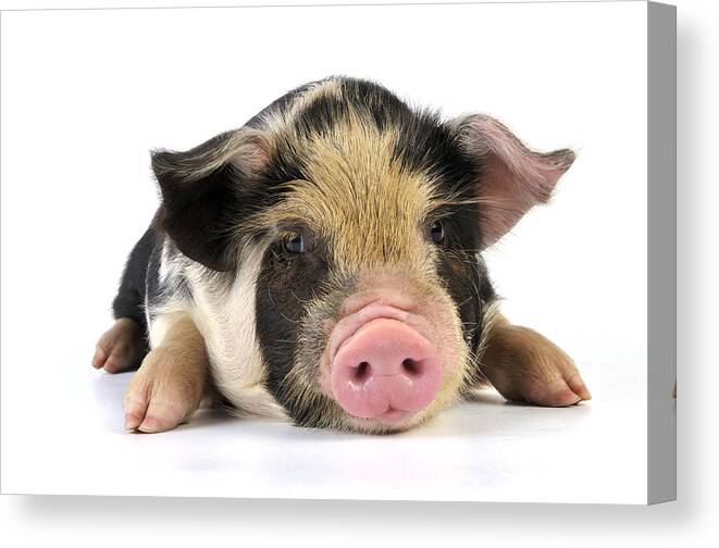 Pig Canvas Print featuring the photograph Kune Kune Piglet #1 by John Daniels