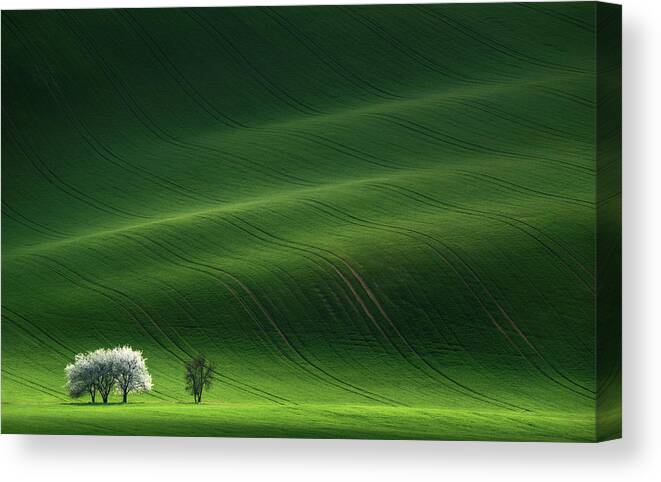 Landscape Canvas Print featuring the photograph Ladies In White by Vlad Sokolovsky