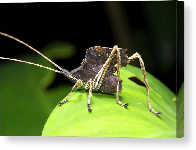 Katydid Canvas Print featuring the photograph Leaf Mimic Bush-cricket #1 by Dr Morley Read