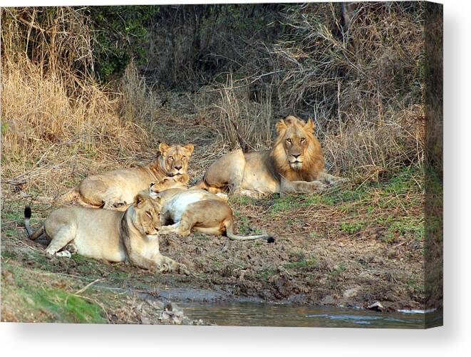 Big 5 Canvas Print featuring the photograph Lion pride #1 by Paul Fell