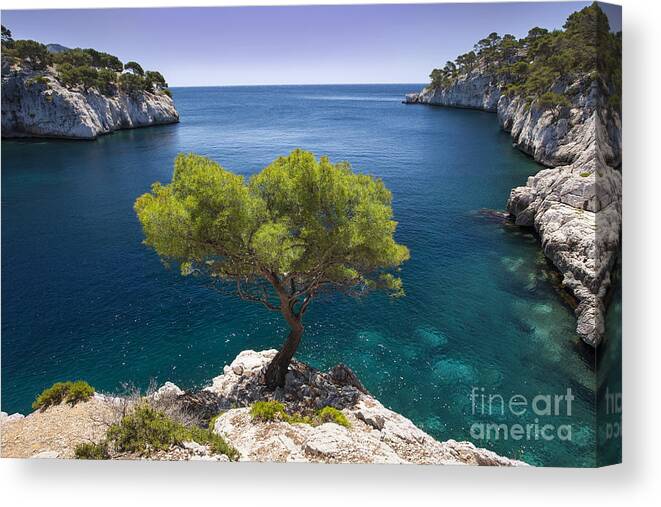 France Canvas Print featuring the photograph Lone Pine Tree Provence France by Brian Jannsen