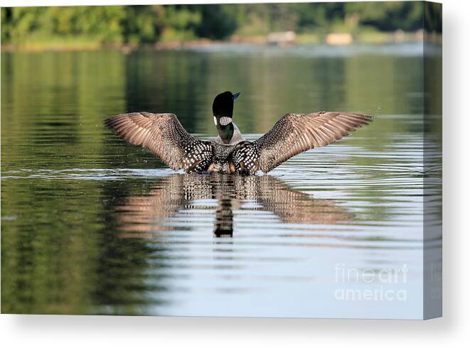 Loon Flapping Wings Canvas Print featuring the photograph Loon Warning #1 by Stan Reckard