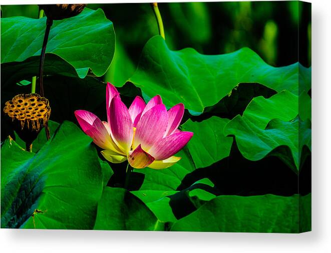 5-places Canvas Print featuring the photograph Lotus Blossom by Louis Dallara