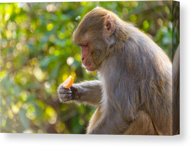 Macaque Canvas Print featuring the photograph Macaque eating an orange #1 by Dutourdumonde Photography