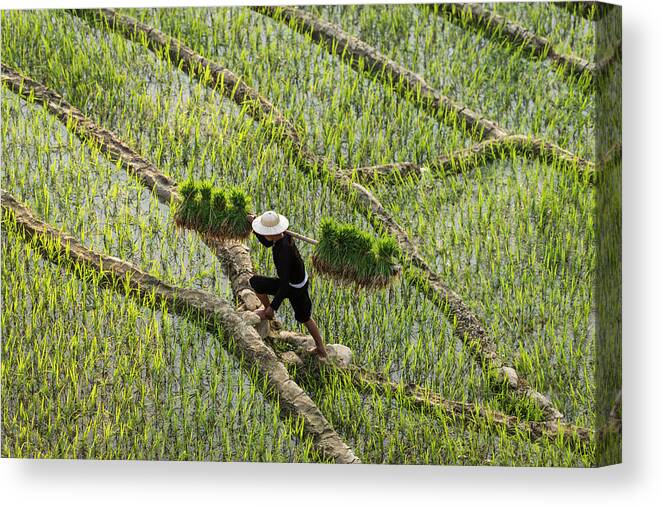 People Canvas Print featuring the photograph Man Walking Through Rice Fields #1 by Martin Puddy