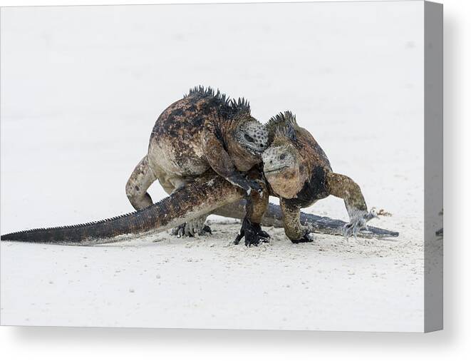 Tui De Roy Canvas Print featuring the photograph Marine Iguana Males Fighting Turtle Bay #3 by Tui De Roy