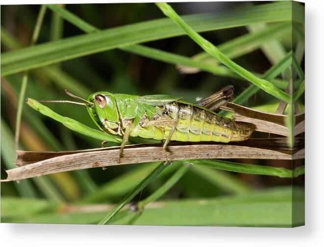 Nobody Canvas Print featuring the photograph Meadow Grasshopper #1 by Bob Gibbons