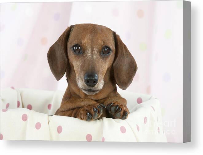 Dog Canvas Print featuring the photograph Miniature Short-haired Dachshund by John Daniels