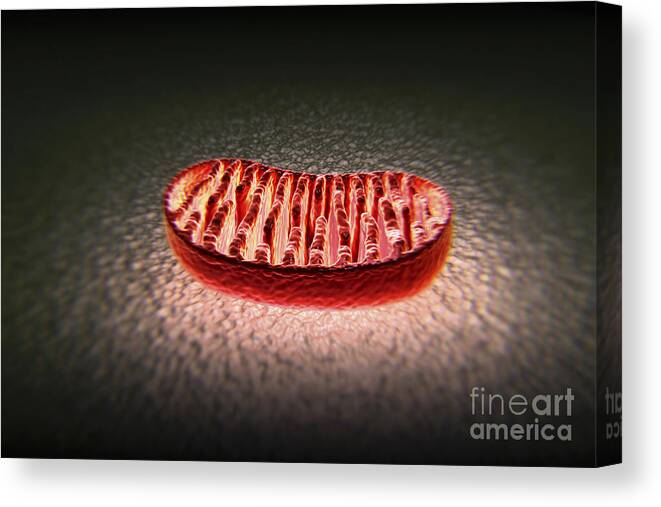 Anatomical Model Canvas Print featuring the photograph Mitochondria Cut #1 by Science Picture Co