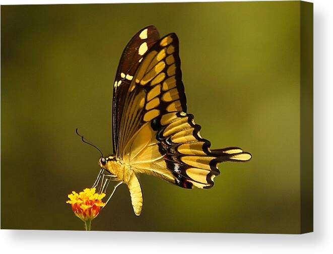 Insect Canvas Print featuring the photograph Momentary Reflection by Blair Wainman