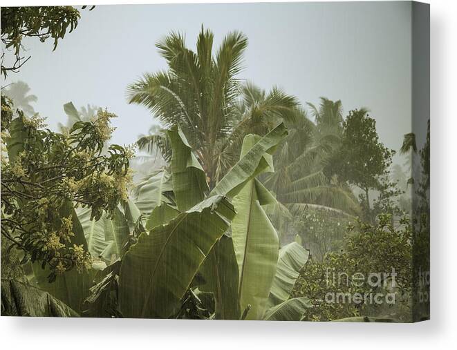 Coco Canvas Print featuring the photograph Monsoon Rains in Sri Lanka #1 by Gina Koch