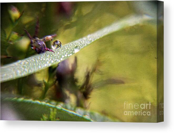 Dew Drops Canvas Print featuring the photograph Morning Light #1 by Yumi Johnson