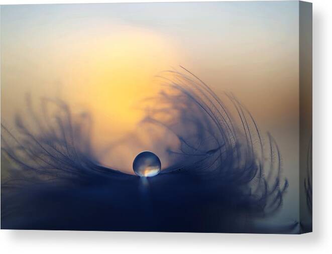 Macro Canvas Print featuring the photograph Morning by Peep Loorits