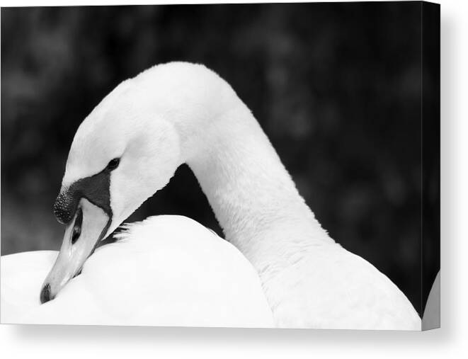 Mute Swan Canvas Print featuring the photograph Mute Swan Black White #2 by Gary Corbett