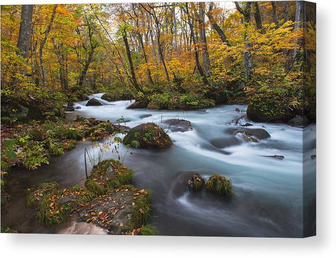  Landscape Canvas Print featuring the photograph Oirase stream in Fall color #1 by Hisao Mogi