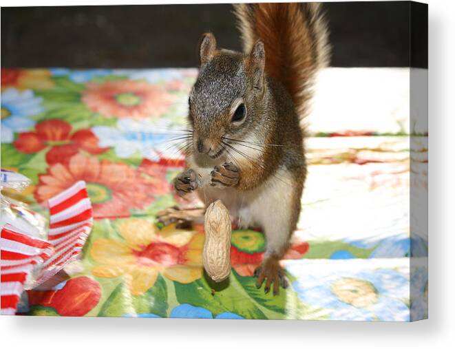 Squirrel Canvas Print featuring the photograph Oops #1 by Paula Brown