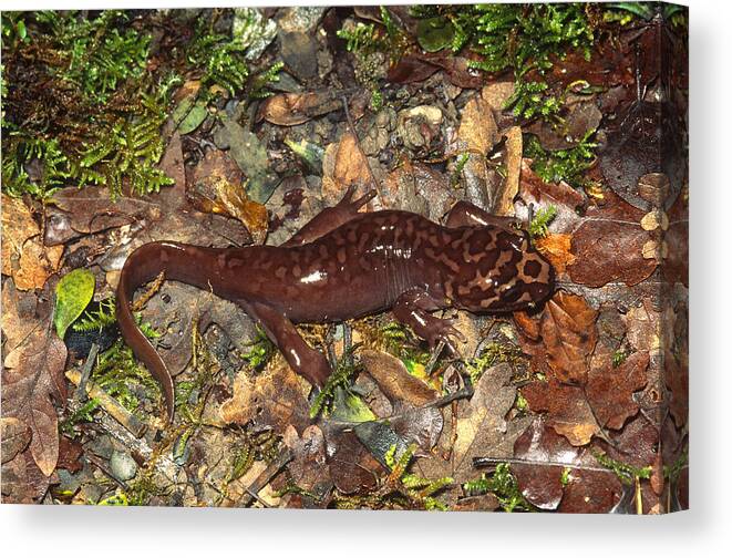 Amphibia Canvas Print featuring the photograph Pacific Giant Salamander #1 by Karl H. Switak